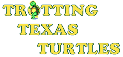 Texas Turtle